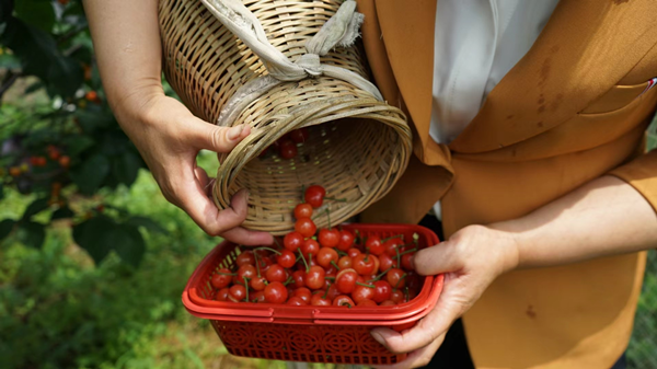 Chisong cherry culture festival kicks off