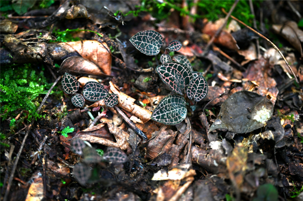 Anoectochilus roxburghii spotted in Jinhua