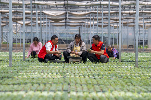 Succulent plants pave new path to common prosperity in Jinhua