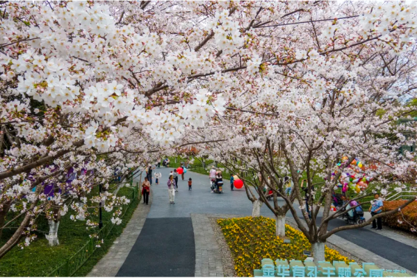 In pics: Cherry blossoms turn Jinhua park into fairyland