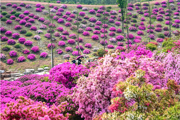 Azaleas burst into full bloom in Jinhua
