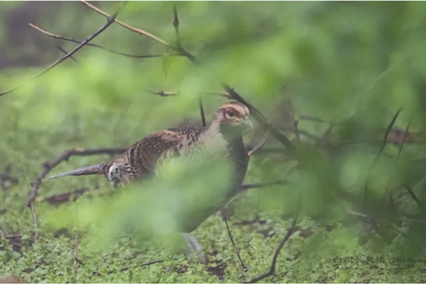 Jinhua celebrates rare sighting of white-necked long-tailed pheasant