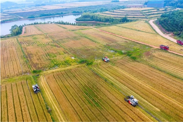 Jinhua sees bumper wheat harvest