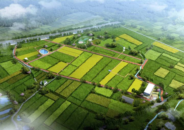 Lishui to build China's first molecular rice breeding base.jpg