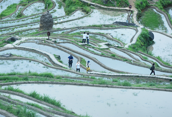 terraced fields.jpg