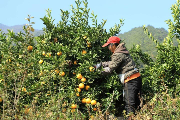 Qingyuan tangerines.jpg