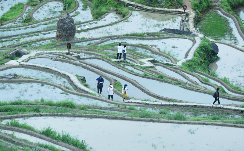 terraced fields in Yunhe county.jpg