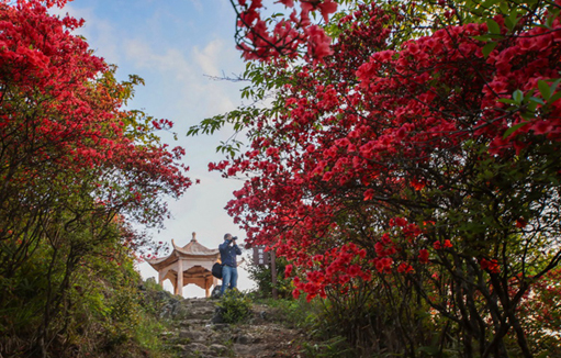 Devine azaleas in Qingyuan county attracts tourists