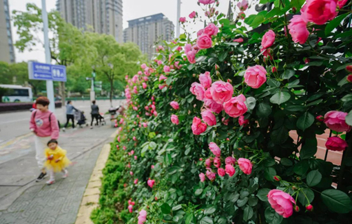 Spectacular rose displays enthrall folks in Lishui