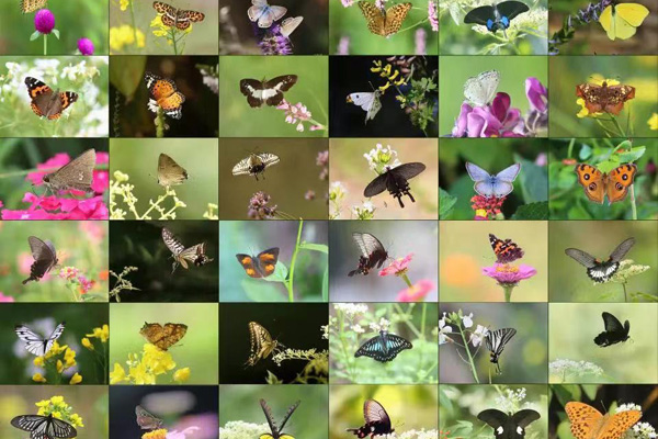 baishanzu-butterfly.jpg