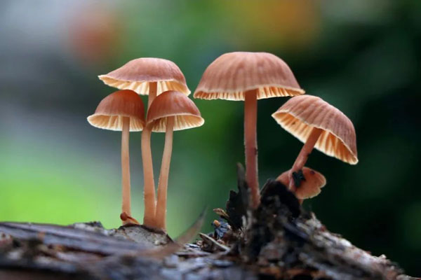 蘑菇标题图.jpg