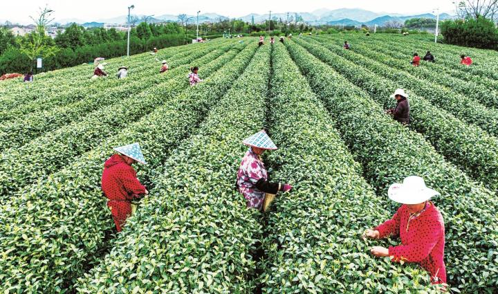 Shaoxing to shine at Beijing tea expo