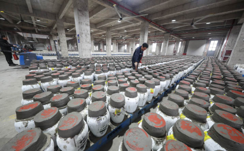 Wine makers spring into action in Shaoxing