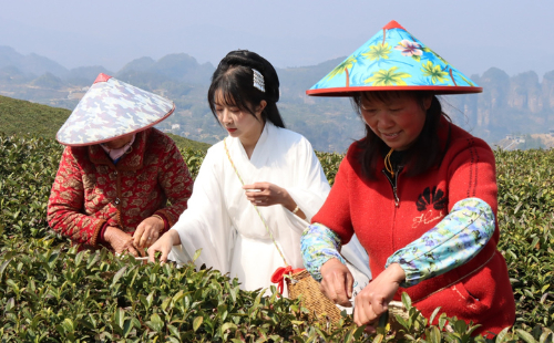 Tea plucking season begins in Shaoxing