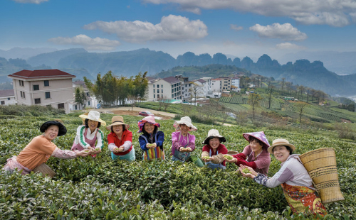 Farmers harvesting in tea gardens