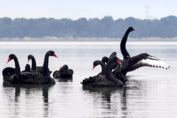 Black swans find new home in Shaoxing
