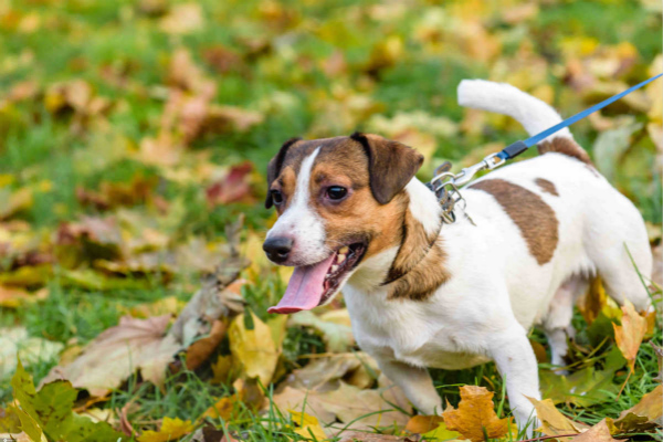 City sets up one-stop service stations for dog owners