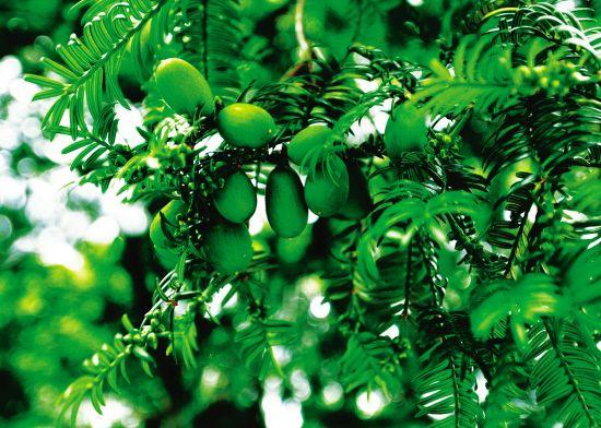 Chinese torreya cluster on Kuaiji Mountain