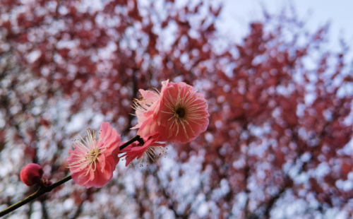 Plum blossoms add to Shaoxing's Spring Festival atmosphere