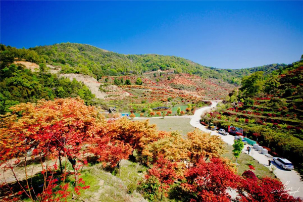 Maple trees being newfound color to Yueqing