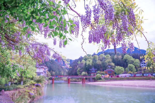 Wenzhou alive with color in spring