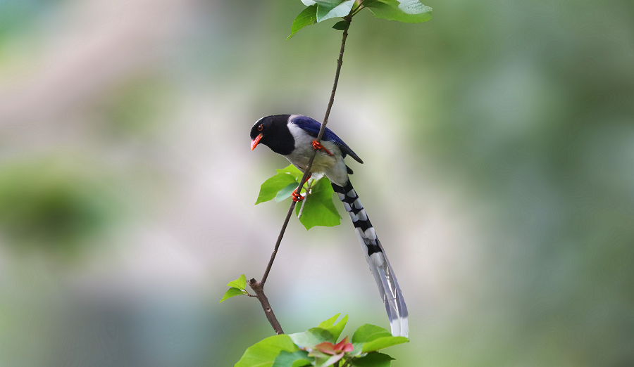 Pingyang's wetland a paradise for birds