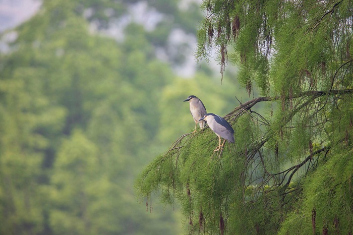 Sanyang wetland park: An urban getaway for birds
