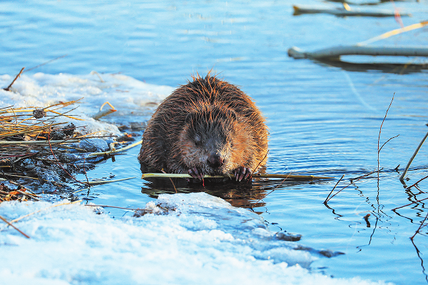 Wenzhou enterprise helps with biodiversity protection in Xinjiang