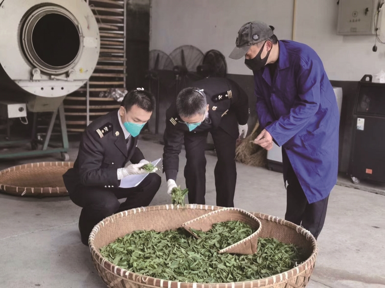 Pingyang takes lead in exploring overseas tea market