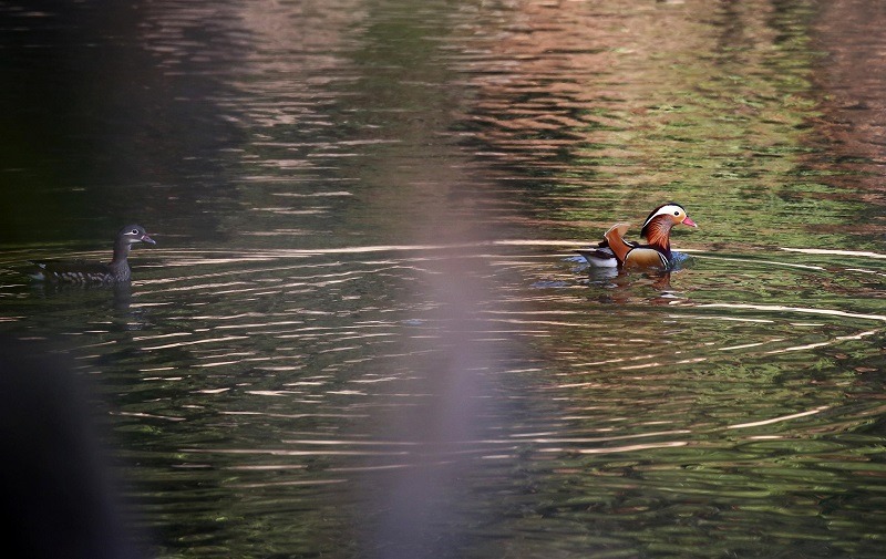 'Love birds' seek winter habitat in Rui'an