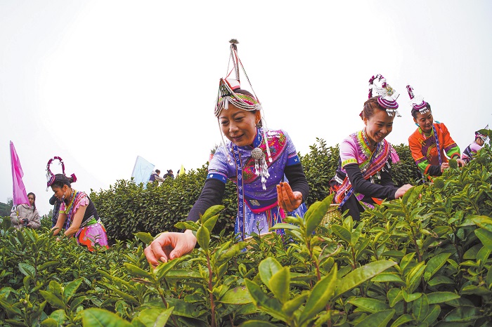 Take a sip of spring tea in Wenzhou