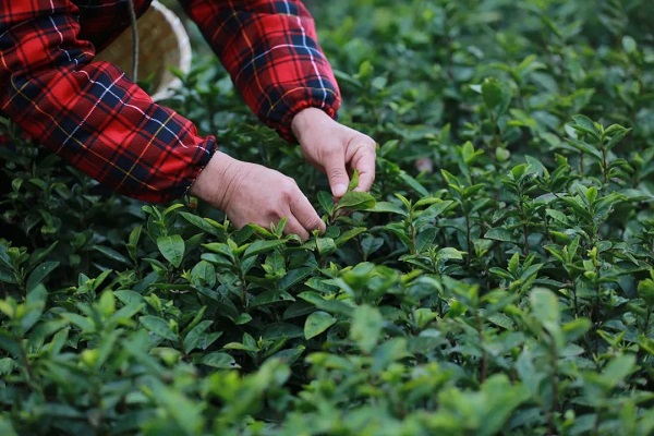 Spring tea-picking season arrives in Pingyang county