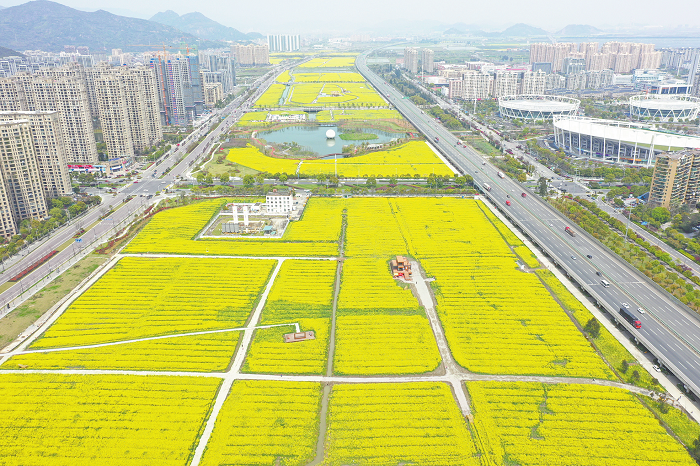 Yueqing set to welcome visitors for rapeseed flower festival