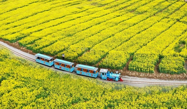 Cole flowers bloom in urban Zhejiang