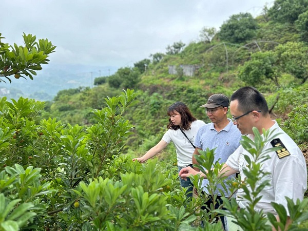 Sea transportation brings Wencheng waxberries to Cambodia