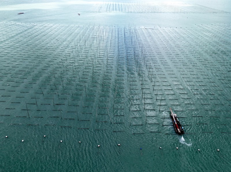 Seaweed farming booms in Yueqing