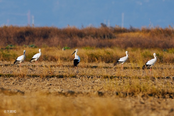 Rare bird spotted in Wenzhou wetland