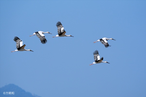 Optimal bird watching season arrives in Wenzhou