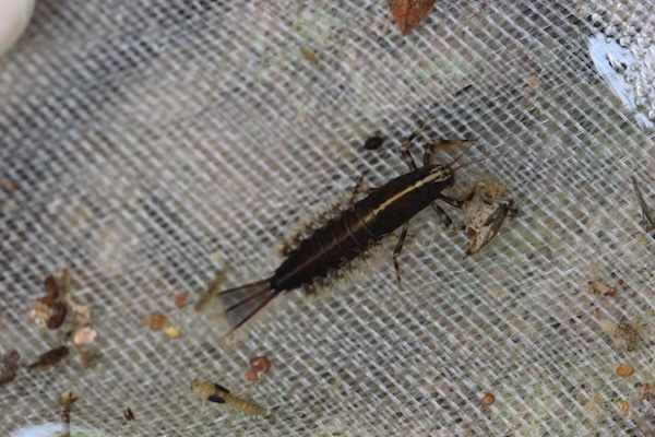 New mayfly species discovered in Taishun