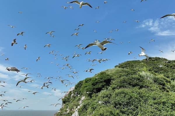 Seabirds flock to Dongtou's Luxi Bird Island