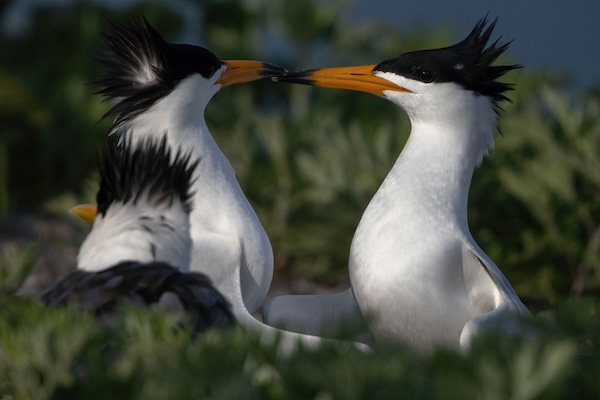 Adorable bird chick hatches on Nanji Archipelago