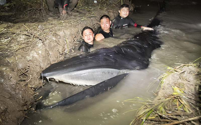 Whale rescued in Ruian