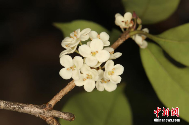 National nature reserve releases mid-term biodiversity research results