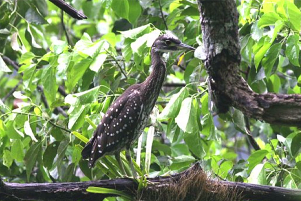 'World's most mysterious bird' spotted in Wenzhou