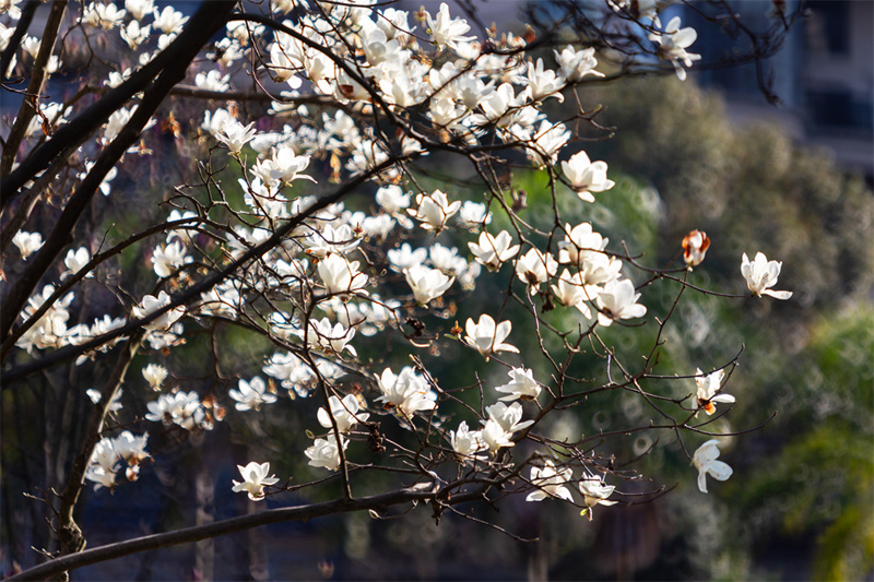 Wenzhou dotted with spring scenery