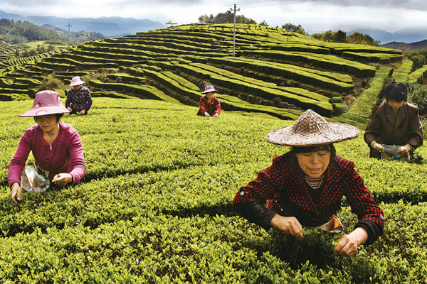 Tea making goes intelligent in Taishun