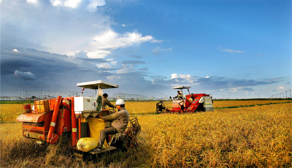 Longwan on road to agricultural prosperity