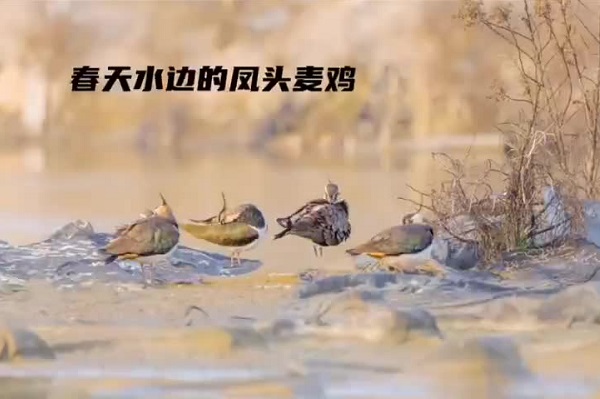 Ornate, graceful birds visit Dongtou
