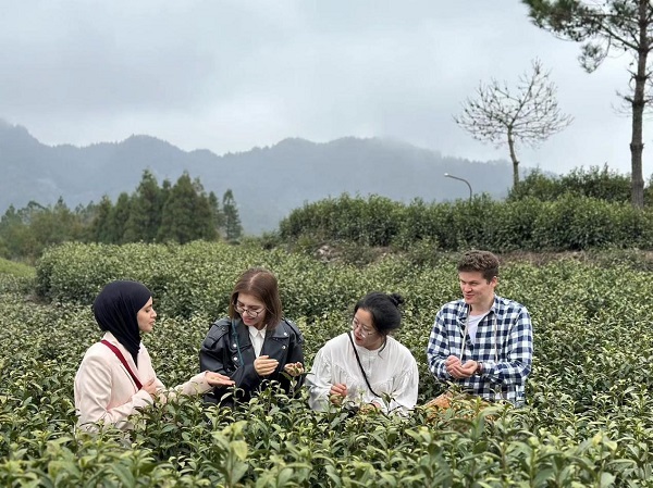 Foreigners immerse themselves in tea culture in Wencheng