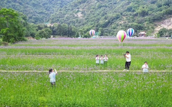 In pics: Verbena flowers bloom in Wenzhou